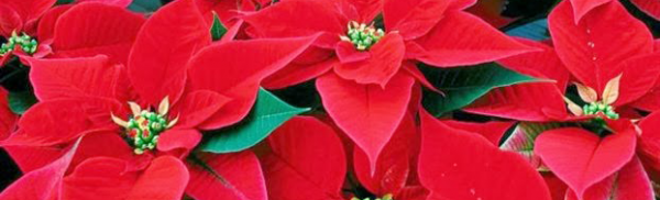 Αλεξανδρινό ο… ντελάλης των Χριστουγέννων!